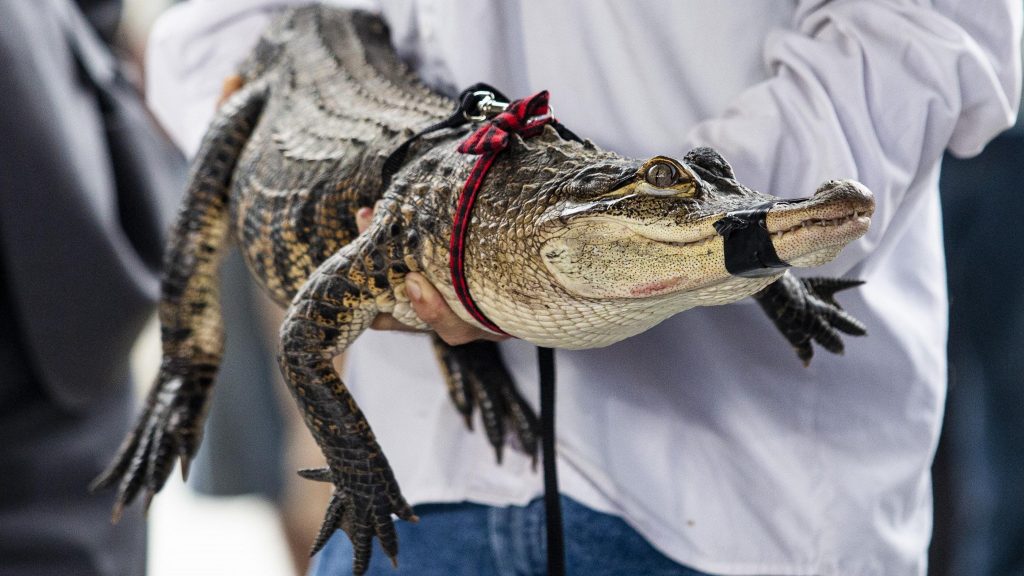 Wilkinsburg Police Grab A 4 Foot Alligator