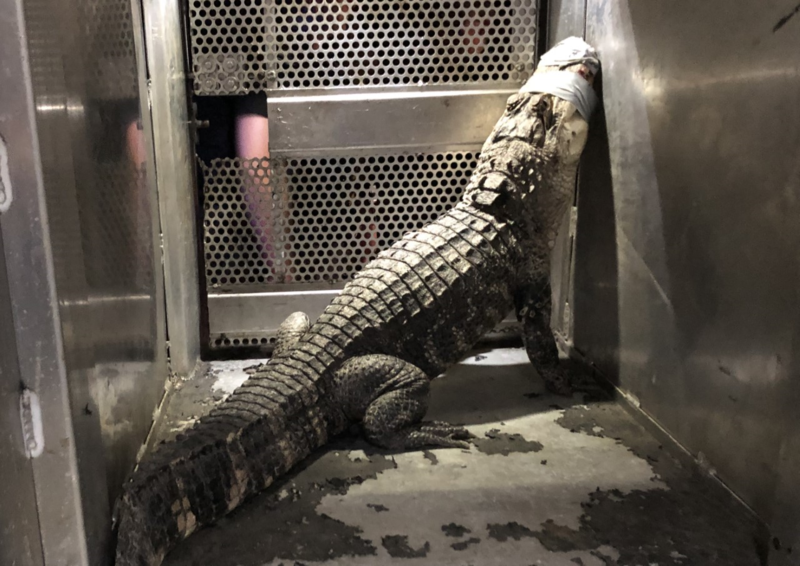 Wilkinsburg Police Grab A 4 Foot Alligator1