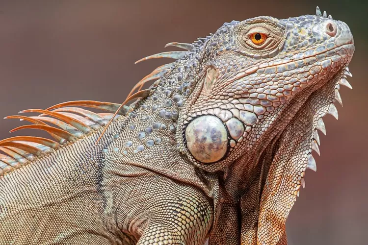 Fakta Iguana yang Mengungkap Mata Ketiga yang Misterius