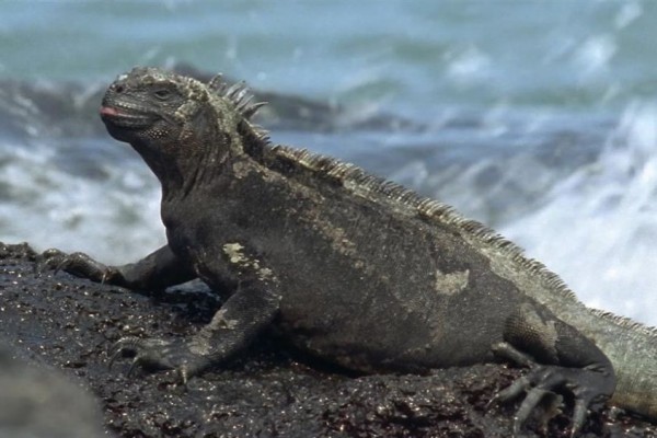 Iguana Laut Hitam, Pesona & Misteri Reptil Lautan Galapagos