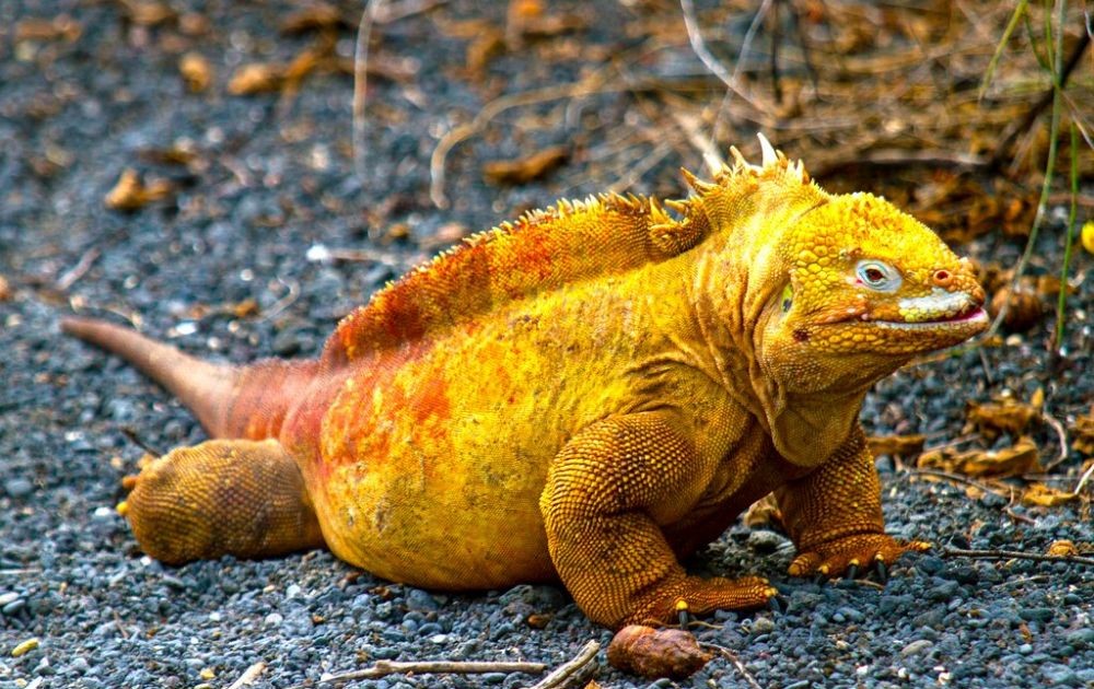 Iguana Laut Kuning, Pesona Eksotis di Lautan Galapagos