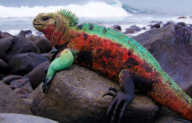 Keajaiban Iguana Laut Merah, Pesona Reptil Pulau Galapagos