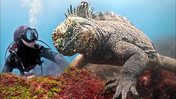 Ketangguhan Iguana Laut, Cara Beradaptasi di Lingkungan