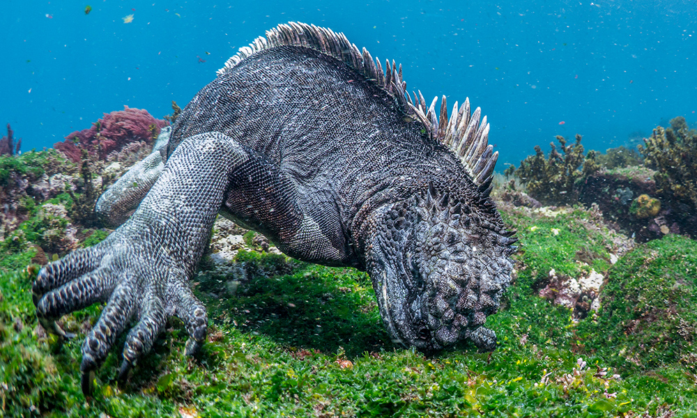 Makanan Iguana Laut, Eksplorasi Diet Unik Reptil Laut 