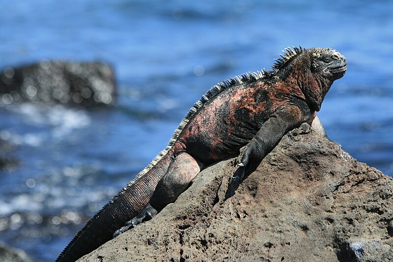 Marine Iguana, Keajaiban Reptil Laut di Kepulauan Galapagos