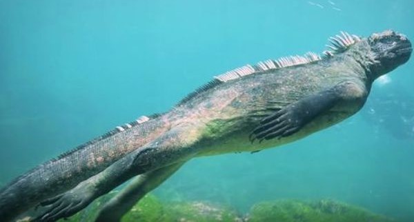 Misteri Habitat Iguana Laut Yang Menjadi Tempat Hidup Iguana