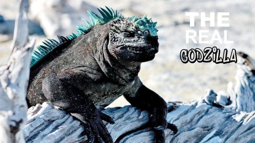 Misteri Iguana Laut, Disebut sebagai Godzilla Dunia Nyata