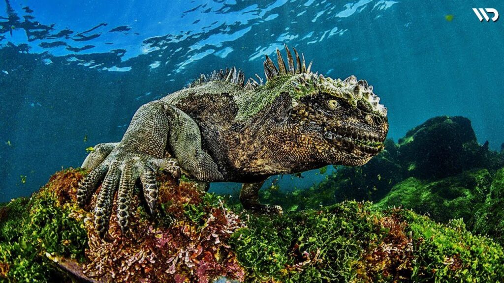 Pesona Eksotis Iguana Laut, Keindahan dan Konservasi 